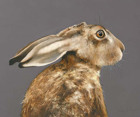 Bertie (medium)