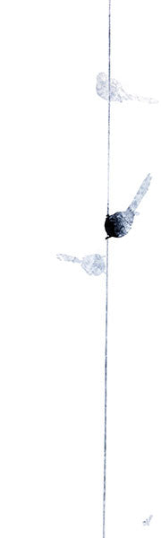 Long Tailed Tit III (large)